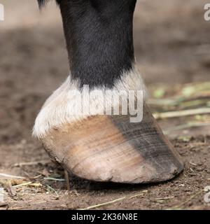 Nahaufnahme eines Pferdehudes ohne Hufeisen Stockfoto