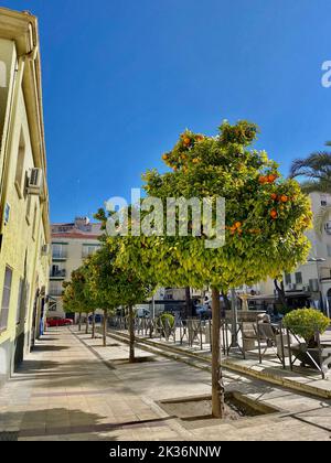 Kleine und schöne Straße voller Orangenbäume an einem sonnigen Tag, Jaen, Andalusien, Spanien. Hochwertige Fotos Stockfoto