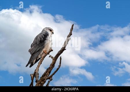 Ein wachsamer Schwarzflügeldrachen, elanus caeruleus, thront auf einem toten Baum im Nairobi National Park, Kenia. Sommer Himmel Hintergrund mit Platz für Text. Stockfoto