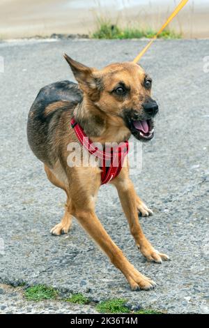 Spanischer Jagdhund Haustier, das eine beliebte reinrassige Hunderasse ist, die gemeinhin als spanischer Greyhound bekannt ist, Stockfoto Stockfoto