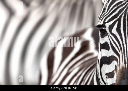 Plains Zebra, equus quagga, Nahaufnahme von partiellem Gesicht und Auge, mit verschwommenem abstraktem Hintergrund anderer Zebras dahinter. Masai Mara, Kenia. Platz für Sie Stockfoto