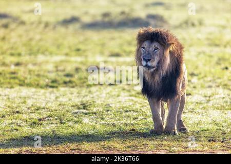 panthera leo, eine schwarze Mähne aus der Masai Mara, Kenia. Dieses dominante Erwachsene Männchen geht im frühen Morgenlicht durch das Grasland. Stockfoto