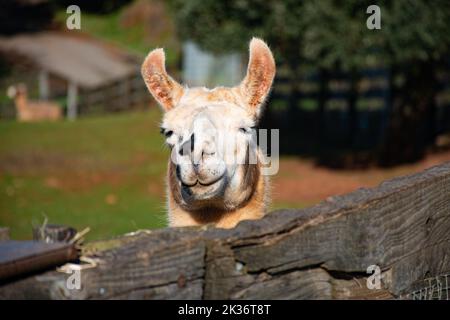 Porträt eines Lamas, der geradeaus blickt, mit einem Holzzaun im Vordergrund. Selektiver Fokus Stockfoto