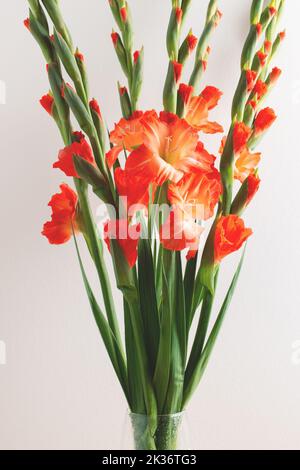 Schulbukett aus roten, gradienten Gladiolen in Vase gegen eine neutral strukturierte Wand. Blühende Blumen, Vorderansicht, Urlaubskonzept. Stockfoto