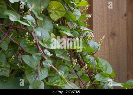 Malabar-Spinat wächst auf einem Gitter vor einem Zaun im Gemüsegarten. Stockfoto