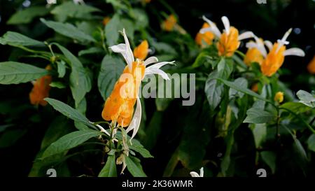 Nahaufnahme von zarten gelben Lutschblüten (Pachystachys lutea) auf unscharfem Hintergrund Stockfoto