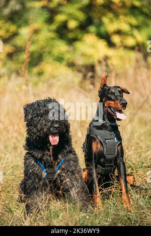 Schöner Dobermann Hund und Bouvier des Flandres Hund lustig sitzen zusammen im Freien im trockenen Gras am Herbsttag. Lustiger Bouvier des Flandres Hüter Hund Stockfoto