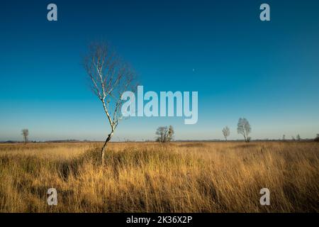 Birke ohne Blätter auf einer Wiese wie eine Savanne, Nowiny, Polen Stockfoto