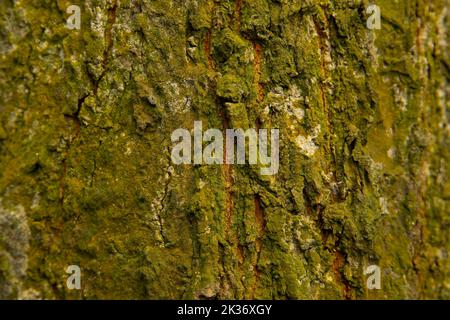 Verwischen Sie den Holzhintergrund. Textur in Grün Stockfoto