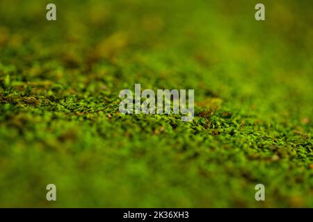 Verwischen Sie den Grashintergrund. Textur in Grün Stockfoto