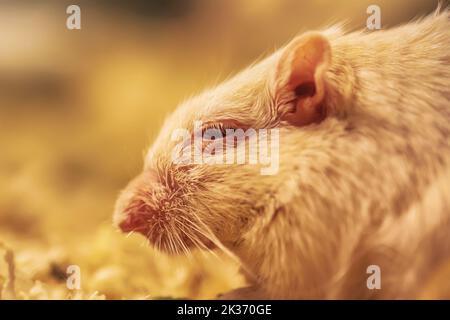 A closeup shot of gerbil or desert rats Stockfoto