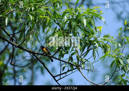 American Redstart hoch oben in einem Baum Stockfoto