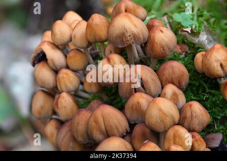Cortinariaceae Pilze wachsen auf einem Baum im Herbst. Hamsterly Forest, County Durham, England, Großbritannien. Stockfoto