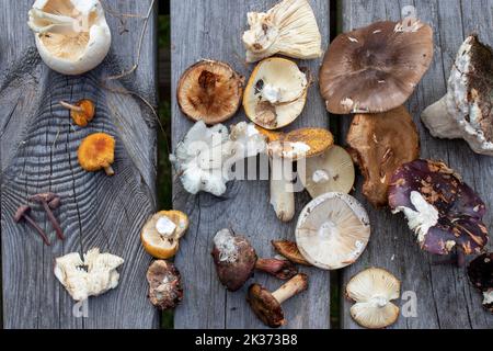 Vielfalt an Wildpilzen aus einem Wald in Dänemark. Stockfoto