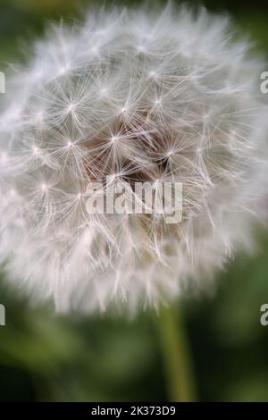 Nahaufnahme eines Dandelion-Saatkopfes mit einzelnen Samen. Stockfoto