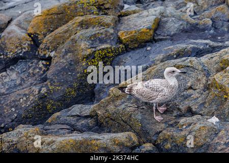 Eine juvenile europäische Heringsmöwe (Larus argentatus) im ersten Wintergefieder, die auf Felsen an der Küste in Cornwall steht Stockfoto