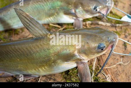 Zwei Welse, die von einem Angler auf einem Stringer gefangen werden Stockfoto
