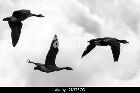 Gänse fliegen in Formation über die Cambridgeshire Fens oberhalb von Ely in Cambridgeshire Stockfoto