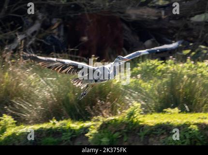 Ein Reiher im Fluganfang am Ufer der Großen Ouse in Ely, Cambridgeshire Stockfoto