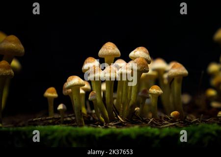 Honig-Agarpilze wachsen auf einem Stumpf im Herbstwald. Gruppe von Wildpilzen Armillaria. Nahaufnahme. Stockfoto