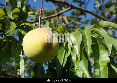 Ein grüner Bio-Pfirsich auf einem Baumzweig Stockfoto