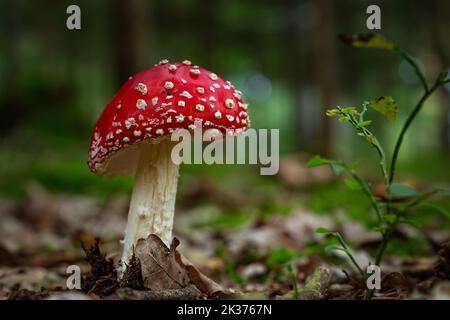 Im Herbstwald, auf einem grünen Moos, wachsen die Amanitas-Pilze. Stockfoto