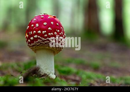 Im Herbstwald, auf einem grünen Moos, wachsen die Amanitas-Pilze. Stockfoto