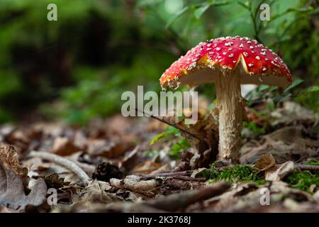 Im Herbstwald, auf einem grünen Moos, wachsen die Amanitas-Pilze. Stockfoto