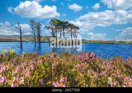 See mit Bäumen auf einer Insel in den schottischen Highlands Stockfoto