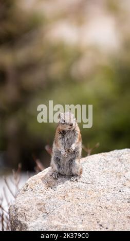 Eine vertikale Nahaufnahme eines Felsenhörnchens (Otospermophilus variegatus), das auf einem Stein steht Stockfoto