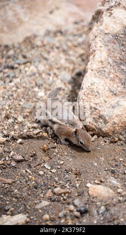 Eine vertikale Nahaufnahme eines Felsenhörnchens (Otospermophilus variegatus), das den Boden riecht Stockfoto