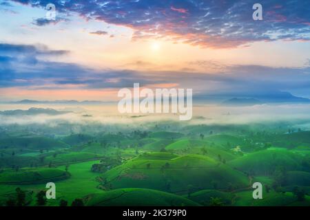 Teeplantage mit Morgennebel am Long coc Berg, grüne Teeplantage bei Sonnenaufgang in Vietnam. Stockfoto