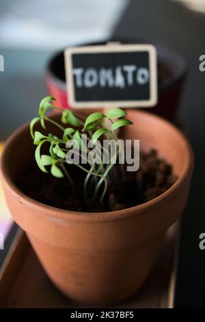 Nahaufnahme von kleinen Tomatenpflanzen, die in einem Tontopf wachsen. Innen Stockfoto