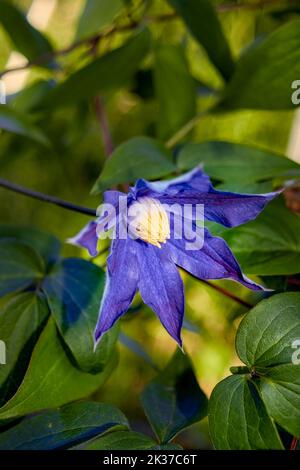 Blaues klematisches Makro. Atragene Alpine blüht in einem Garten. Stockfoto