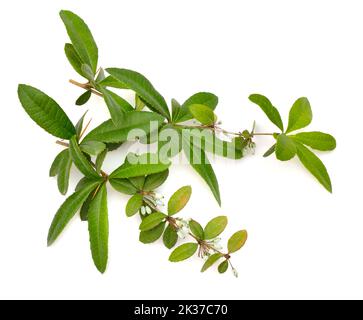 Berberis julianae, die wintergrüne Berberitze oder chinesische Berberitze. Isoliert auf weißem Hintergrund. Stockfoto