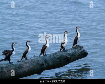 Der Rattenschwarm, der auf dem Holzstamm über dem Wasser steht. Stockfoto