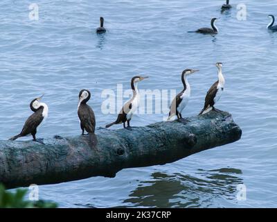 Der Rattenschwarm, der auf dem Holzstamm über dem Wasser steht. Stockfoto