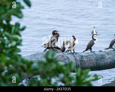 Auf dem Holzstamm über dem Wasser halten sich Pied und Black Shag fest. Stockfoto