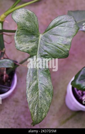 Nahaufnahme eines bunten Blattes von Philodendron Bipennifolium Splash Gordon, einer seltenen tropischen Pflanze Stockfoto