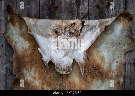 Wildschweinhaut hängt an einer Holzwand Stockfoto