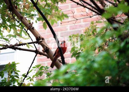 Ein kleiner Winkel eines nördlichen Kardinals (Cardinalis cardinalis) auf einem Ast Stockfoto