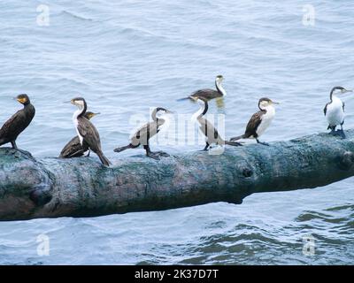 Der Rattenschwarm, der auf dem Holzstamm über dem Wasser steht. Stockfoto