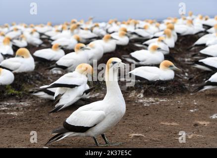 Hastings. 25. September 2022. Das am 25. September 2022 aufgenommene Foto zeigt Tölpel bei Cape Kidnappers, Neuseeland. Die vier Gannetkolonien bei Cape Kidnappers an der Ostküste der Nordinsel Neuseelands sind die größte Festlandkolonie in Neuseeland, mit schätzungsweise 20.000 Tölpeln, die hier leben. Jedes Jahr kommen Erwachsene Tölpel um den Juli zu den Entführern von Cape, um mit dem Balz und dem Nestbau zu beginnen. Kredit: Guo Lei/Xinhua/Alamy Live Nachrichten Stockfoto