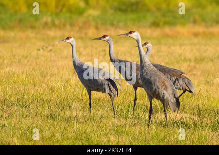 Sandhill Crane (Grus canadensis), Ridgefield National Wildlife Refuge, Washington Stockfoto