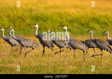 Sandhill Crane (Grus canadensis), Ridgefield National Wildlife Refuge, Washington Stockfoto