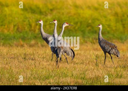 Sandhill Crane (Grus canadensis), Ridgefield National Wildlife Refuge, Washington Stockfoto