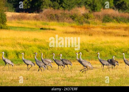 Sandhill Crane (Grus canadensis), Ridgefield National Wildlife Refuge, Washington Stockfoto