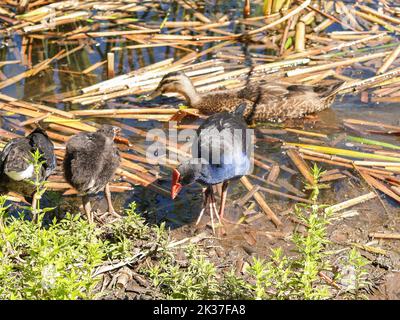 Pukeko im Sumpf auf der Suche nach Nahrung.Vegetation und kleine Larven. Stockfoto