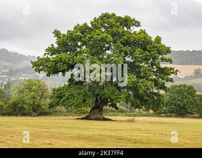 Reifer Eichenbaum Quercus robur auf einem Feld in South Wales UK Stockfoto