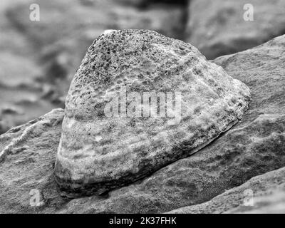 Monochrome Nahaufnahme von Common Limpet Patella vulgata auf Felsen der Küste von Somerset in Großbritannien Stockfoto